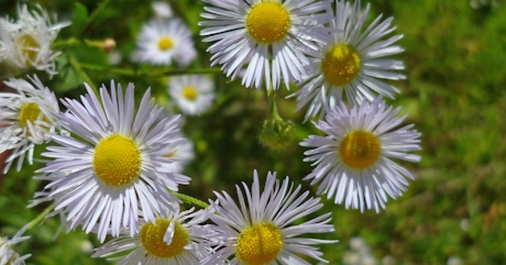 Einj&auml;hriges Berufkraut